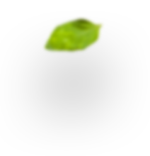 About us 9 h3 leaf 2